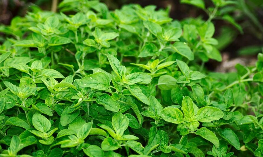 30 Herbs That Fight Cold, Fever and Flu